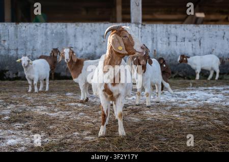 Capre domestiche in piedi in un cortile di fattoria rurale vicino al fienile in una scena di allevamento di bestiame all'inizio della primavera Foto Stock