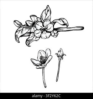 Un ramo con fiori. Disegno lineare vettoriale in bianco e nero di un ramo fiorito. Un ramo di melo in fiore dipinto con inchiostri neri. Grafica Illustrazione Vettoriale