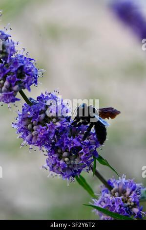 Macro violaceo di un'ape carpentiere nera e lucente (Xylocopa violacea) che raccoglie nettare su un fiore di Chasteberry viola in fiore (Vitex agnus-castus). Bellissima foto naturalistica che mostra la biodiversità, i giardini estivi, l'impollinazione floreale e il comportamento della fauna in una luce naturale brillante. Ape che impollina fiori di Chaste Tree viola in primo piano. Foto di alta qualità Foto Stock