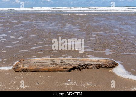Pezzo di legno alla deriva appoggiato su una spiaggia sabbiosa Foto Stock