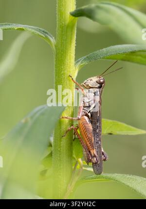 Primo piano di una cavalletta con zampe rosse e gola spinosa su una pianta verde a foglia in Ontario, Canada, a luglio Foto Stock