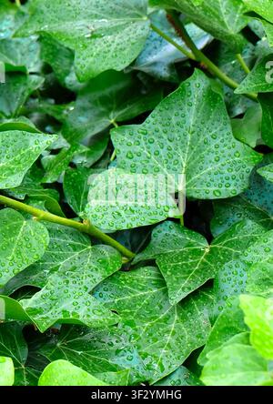Edera atlantica (Hedera hibernica, Hedera helix var. hibernica), foglie Foto Stock