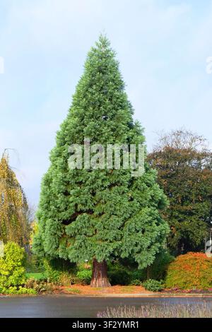Sequoia gigante, sequoia rossa gigante (Sequoiadendron giganteum 'Glaucum', Sequoiadendron giganteum Glaucum), portamento del cultivar Glaucum, Paesi Bassi Foto Stock