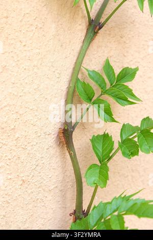 Viticchia trombetta, Trombetta, Bañuelo, Bañuelo colibrì (Campsis radicans, Bignonia radicans, Tecoma radicans), rampicante Foto Stock