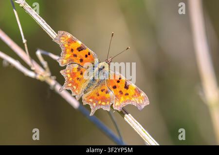 Virgola farfalla Polygonia c-album nutrire nettare su fiori bianchi, immagine a fuoco morbido Foto Stock