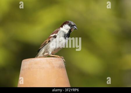 Passero domestico (Passer domesticus) maschio adulto con una mosca della famiglia dei Tipulidi come cibo nel becco su un vaso di piante, Inghilterra, Regno Unito Foto Stock