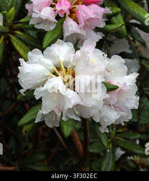 Ibrido di Rododendro bianco, forse Rododendro 'Loder's White', Ericaceae. Scozia, Regno Unito. Rododendro 'Loder's White'. Foto Stock