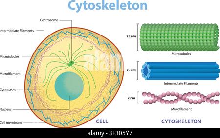 Diagramma della struttura del citoscheletro nella cellula animale Illustrazione Vettoriale