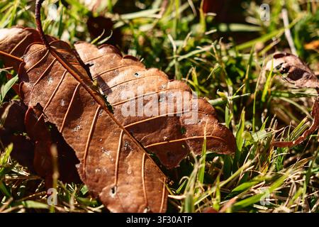 Primo piano di una foglia secca d'autunno sull'erba Foto Stock