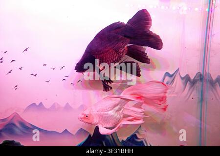 Scena subacquea mozzafiato con un koi farfalla nero e un koi farfalla bianco che nuotano insieme in un acquario. Lo sfondo mostra un dolce, Foto Stock