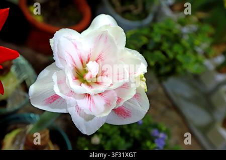 Un'amaryllis a doppia fioritura in piena fioritura, con petali bianchi puri arrossati da sorprendenti striature rosse e un centro riccamente stratificato, che mette in mostra l'eleganza Foto Stock