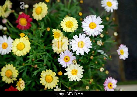 Un vivace grappolo di margherite di colori misti in piena fioritura, con fiori bianchi, gialli, rosa e rossi che sbocciano in sequenza tra un verde rigoglioso fogliame Foto Stock