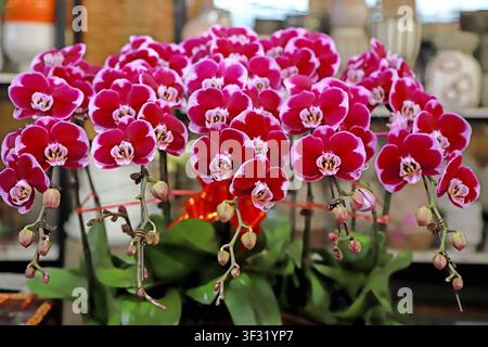 Un bouquet vivace di orchidee phalaenopsis rosse con delicati bordi bianchi, in piena fioritura per il Capodanno cinese. I fiori presentano un luminoso r Foto Stock