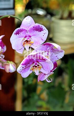 Un primo piano di orchidee phalaenopsis macchiate di rosa e viola, con petali rosa morbido decorati con macchie irregolari rosso-porpora e punti fini. Gli stami bl Foto Stock