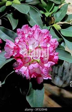 Un primo piano di un ammasso denso di fiori di azalea rosa, con i petali che passano dal rosa tenue ai bordi al bianco pallido al centro, e marrone scuro Foto Stock