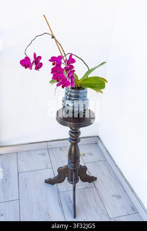 Pianta di orchidea phalaenopsis viola in fiore su un elegante supporto in legno alto, fiori rosa vivaci in un arredamento interno domestico con sfondo luminoso Foto Stock