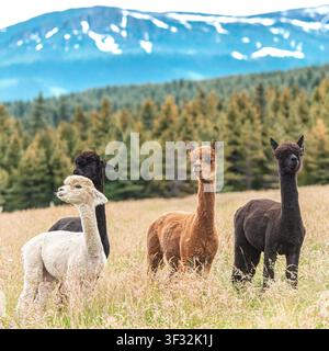 Alpaca in piedi nell'erba alta con montagne in lontananza Foto Stock