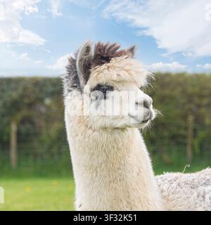 alpaca grigia e bianca Foto Stock