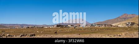 Una vista panoramica mostra alpaca che pascolano in un campo fuori dalla città rurale di San Juan de Tarucani, Perù, con montagne lontane sotto un cielo blu limpido Foto Stock