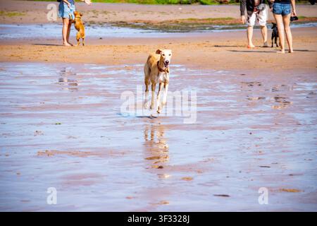 Lurcher (incrocio tra Whippet, Saluki e Levriero) che corre su sabbia bagnata con la marea bassa a Exmouth Beach, Devon, con riflessi. Foto Stock