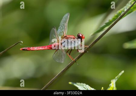 Feuerlibelle, Männchen, Westliche Feuerlibelle, Feuer-Libelle, Crocothemis erythraea, Croccothemis erythraea, Broad Scarlet, Common Scarlet-darter, SC Foto Stock