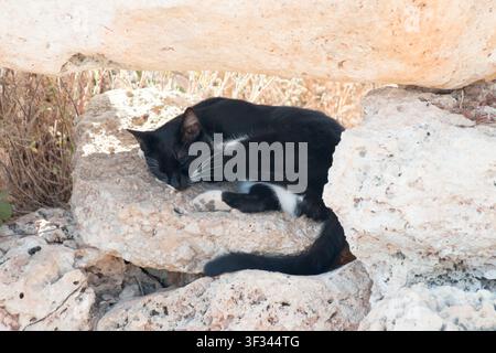 Gatto nero che riposa nelle strade di S'illot, Maiorca, Spagna. Foto Stock
