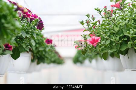 Fiori in serra. Petunie rosa e viola in vasi di luce naturale Foto Stock