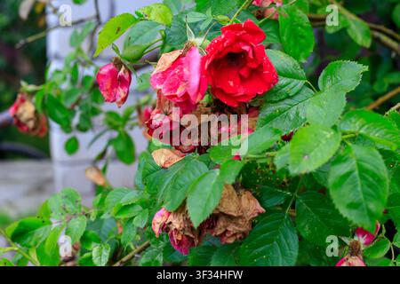 Rose rosse appassite su un cespuglio da giardino. Lavoro di giardinaggio autunnale e cura botanica. Potatura di questi fiori morti appassiti prima dell'arrivo della stagione fredda. Giardinier Foto Stock