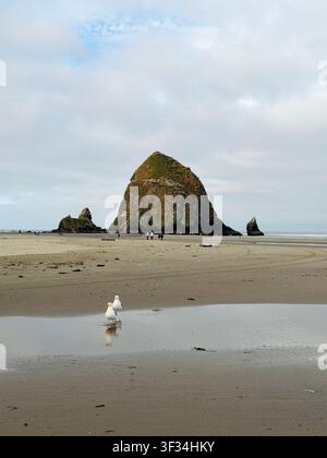 Una bassa marea espone la vita marina nei bassi di marea e attaccata alle rocce, a Cannon Beach sulla costa dell'Oregon. Foto Stock