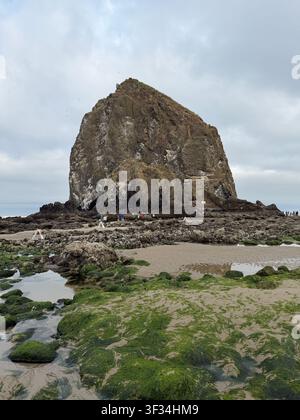Una bassa marea espone la vita marina nei bassi di marea e attaccata alle rocce, a Cannon Beach sulla costa dell'Oregon. Foto Stock