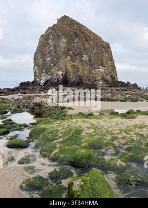 Una bassa marea espone la vita marina nei bassi di marea e attaccata alle rocce, a Cannon Beach sulla costa dell'Oregon. Foto Stock