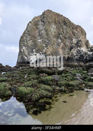 Una bassa marea espone la vita marina nei bassi di marea e attaccata alle rocce, a Cannon Beach sulla costa dell'Oregon. Foto Stock