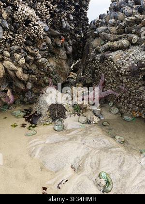 Una bassa marea espone la vita marina nei bassi di marea e attaccata alle rocce, a Cannon Beach sulla costa dell'Oregon. Foto Stock