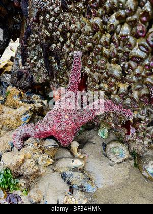 Una bassa marea espone la vita marina nei bassi di marea e attaccata alle rocce, a Cannon Beach sulla costa dell'Oregon. Foto Stock