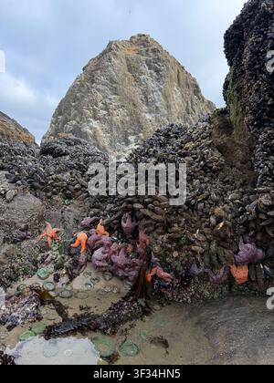 Una bassa marea espone la vita marina nei bassi di marea e attaccata alle rocce, a Cannon Beach sulla costa dell'Oregon. Foto Stock