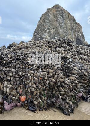 Una bassa marea espone la vita marina nei bassi di marea e attaccata alle rocce, a Cannon Beach sulla costa dell'Oregon. Foto Stock