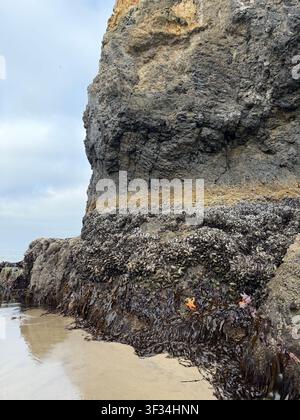 Una bassa marea espone la vita marina nei bassi di marea e attaccata alle rocce, a Cannon Beach sulla costa dell'Oregon. Foto Stock