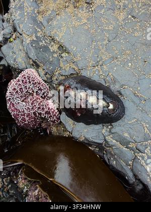 Una bassa marea espone la vita marina nei bassi di marea e attaccata alle rocce, a Cannon Beach sulla costa dell'Oregon. Foto Stock
