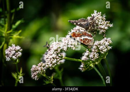 Un primo piano di due farfalle appollaiate delicatamente su un grappolo di fiori bianchi. I colori vivaci delle farfalle contrastano magnificamente con t Foto Stock