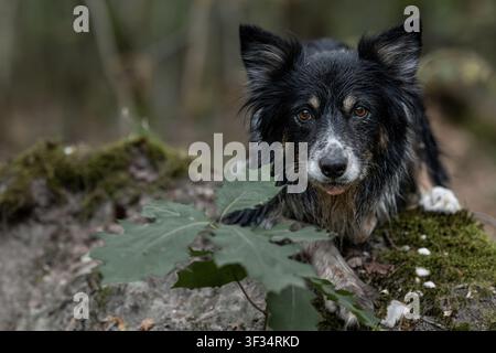 Border Collie nero che riposa su un albero caduto coperto di muschio nella foresta naturale Foto Stock