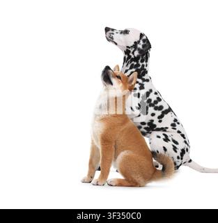 Simpatico Shiba Inu e Dalmata su sfondo bianco Foto Stock
