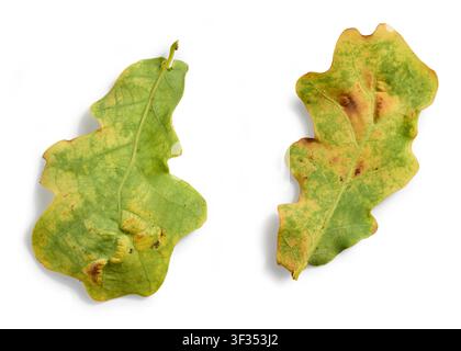 foglie di quercia danneggiate isolate su sfondo bianco, vista dall'alto. Fogliame ingiallito con evidenti danni da insetti e parassiti, che illustra le malattie delle piante, e Foto Stock