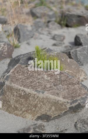 Erdi che cresce tra le rocce su una spiaggia dell'Oregon. Foto Stock