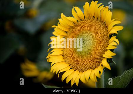 Vista frontale di un girasole giallo in fiore in un campo con foglie verdi e fiori sullo sfondo sfocati. Foto Stock