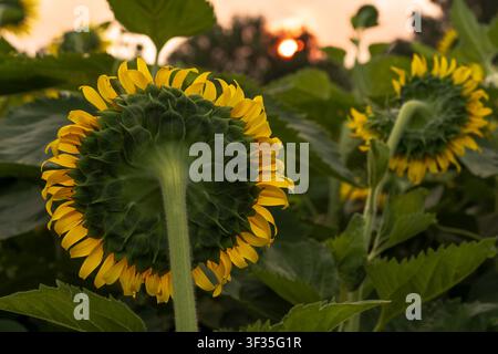 Vista posteriore di girasoli in un campo all'alba, con petali gialli, foglie verdi, piante dello sfondo morbide e il sole basso che splende attraverso la scena Foto Stock