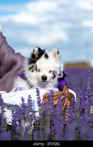 Adorabile cane Pomeraniano bianco in un cesto di vimini tra fiori di lavanda in fiore Foto Stock