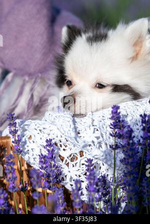 Adorabile cane Pomeraniano bianco in un cesto di vimini tra fiori di lavanda in fiore Foto Stock