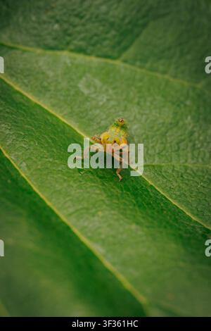 Macro primo piano di una minuscola ninfa di insetto verde che riposa su una foglia vibrante e strutturata nella natura Foto Stock