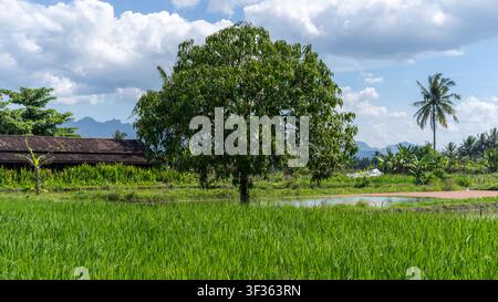 Una vista pomeridiana mostra un grande albero in campi di riso verdi vicino a case tradizionali a Magelang, Giava centrale, vicino al Tempio di Borobudur. Foto Stock