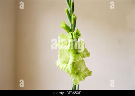 Un gambo verticale di fiori di gladiolo verde lime con fiori aperti e boccioli chiusi. La pianta è centrata su uno sfondo minimalista beige neutro Foto Stock
